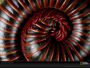 curled-millipede-386675-lw