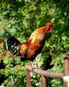 crowing rooster